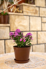 Bush of pink chrysanthemum in pot stands on table against beige stone wall. Mediterranean style