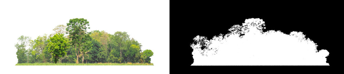 Green Trees isolated on white background.are Forest and foliage in summer for both printing and web pageswith cut path and alpha channel