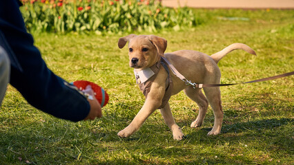 Cute Labrador Retriever in suit plays on green grass with dog trainer