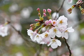Fototapeta na wymiar 桜の花とつぼみ