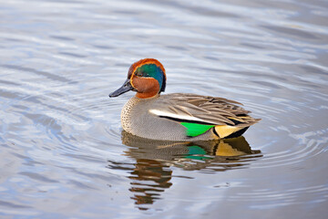 Beautiful view of a male Teal duck swimming in the water