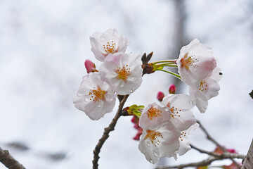 桜の花とつぼみ