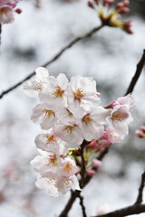 桜の花とつぼみ