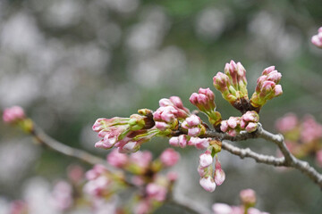 桜の花とつぼみ