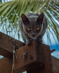 Cute grey cat plays outside, pet fur