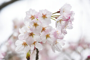 桜の花とつぼみ