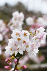 桜の花とつぼみ