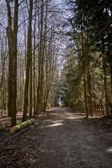 Beautiful forest path between trees on sunny day in the Sciezka Zdrowa