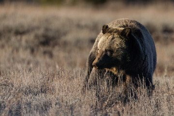 Brown grizzly bear in a field in Grand Teton National Park on a sunny day