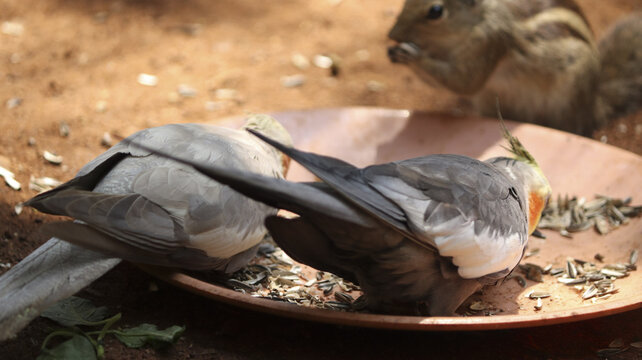 Closeup shot of two cocktail birds eating sunflower seeds from a plate