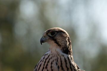 Closeup shot of a Lanner Falcon (Falco biarmicus) on a blurred background