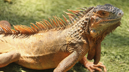 Closeup shot of a brown iguana standing on the grass