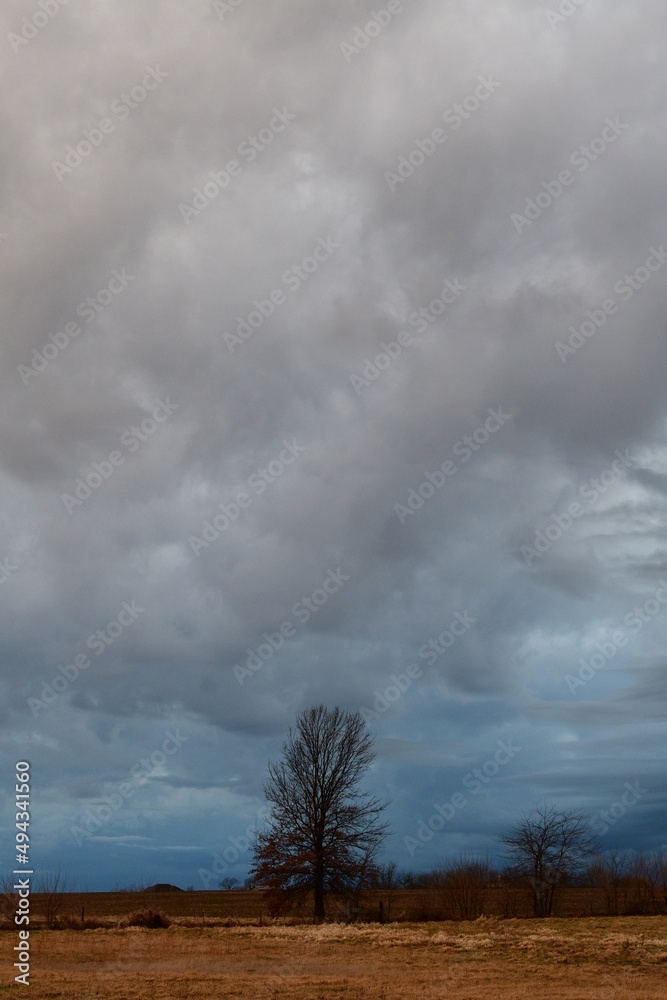 Canvas Prints storm clouds over a tree in a field