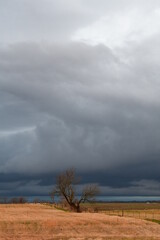 Fototapeta na wymiar Storm Clouds Over a Lone Tree in a Field