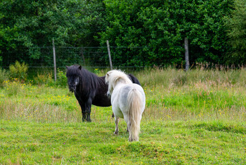 Couple of ponies on a green meadow in Scotland