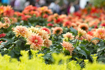 Selective focus shot of pink dahlias on Hong Kong flower show, Victoria park © Ted17/Wirestock Creators