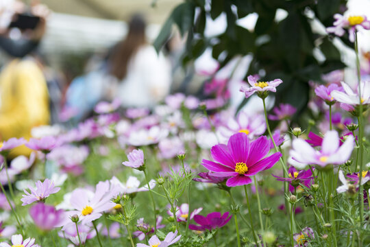Pink and purple flowers in Hong Kong Flower Show 2108 in Victoria Park, Hong Kong