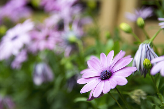 Purple flowers in Flower Show 2108 in Victoria Park, Hong Kong