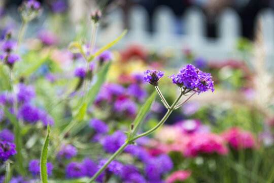 Purple flower in Hong Kong Flower Show 2108 in Victoria Park, Hong Kong