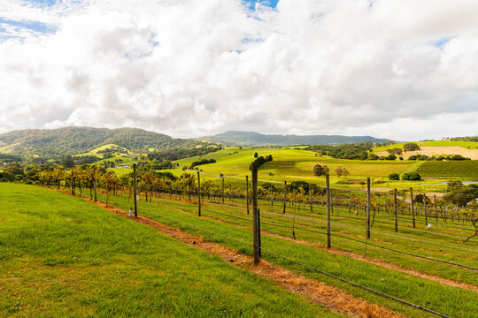 Crooked River Wines' vineyards in Gerringong, NSW Australia