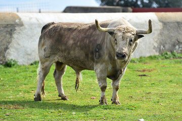 un toro bravo en el campo español