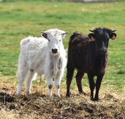 Obraz premium un toro bravo español con grandes cuernos en una ganaderia de ganado bravo