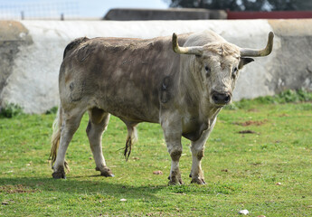 spanish bull in the cattle farm