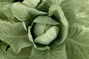 Obraz premium Cabbage in the garden. leaves texture