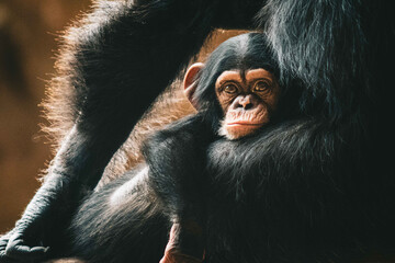 Beautiful shot of a baby ape with it's mother - obrazy, fototapety, plakaty
