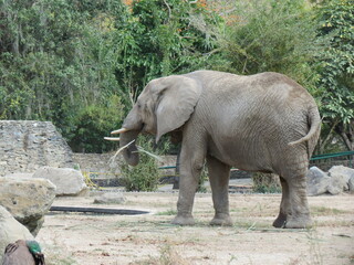 elephant in zoo