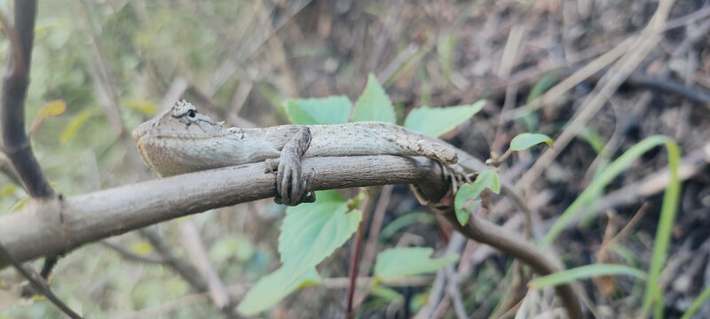 Close-up shot of a Polychrus on a branch
