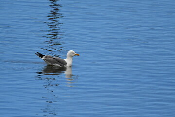 GAVIOTA PATIAMARILLA