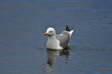 GAVIOTA PATIAMARILLA