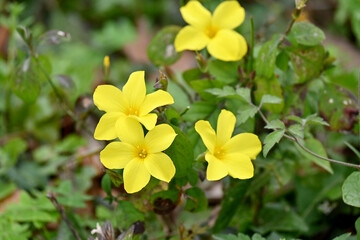 Closeup of yellow jasmine flowers with plant and green leaves in the forest