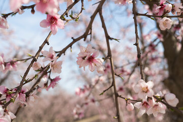 pink cherry blossom