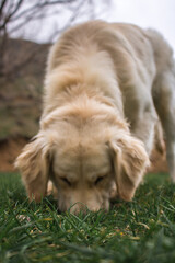 Closeup of a cute golden retriever sniffing the grass