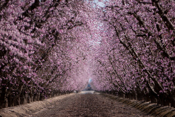 peach blossom tunnel