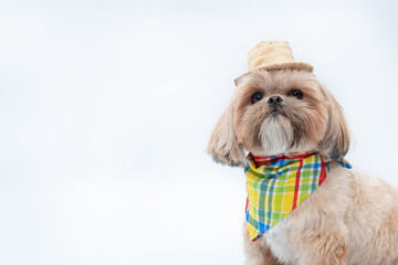 Adorable Shih Tzu with a small straw hat isolated on white background