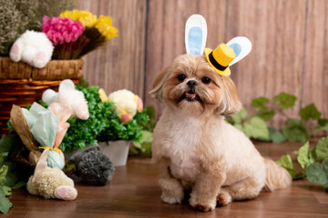 Easter-themed photoshoot of Shih Tzu dog with bunny ears and top hat