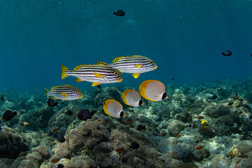 A school of fish living at a coral reef. Underwater world of Tulamben, Bali, Indonesia.
