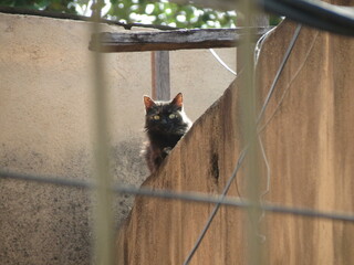 cat on wall