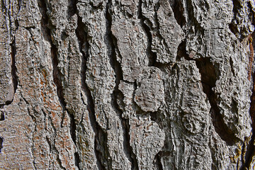 tree trunk texture wallpaper