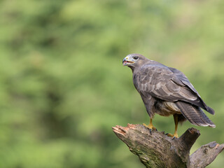 Close-up shot of a buzzard standing on a broken branch.