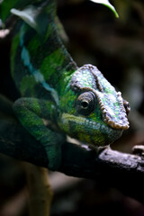 Vertical shot of a chameleon on the branch. © Elena Knezevic/Wirestock Creators