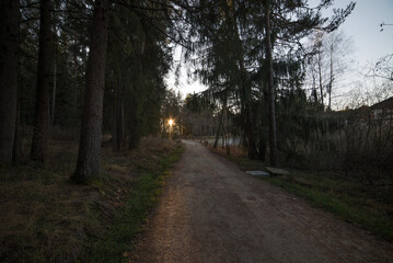 Mesemerizing view of the pathway in the forest with high dense trees at sunset