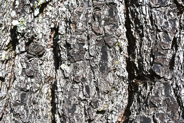 tree trunk texture wallpaper