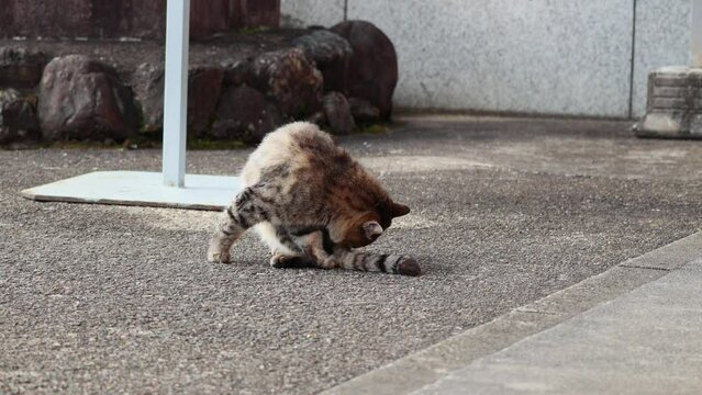 晴れた日のキジトラ猫の野良猫お散歩