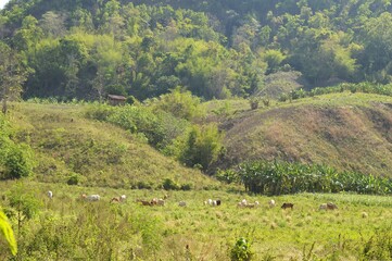 landscape with grass and mountains