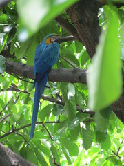 macaw ara ararauna