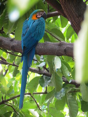 macaw ara ararauna